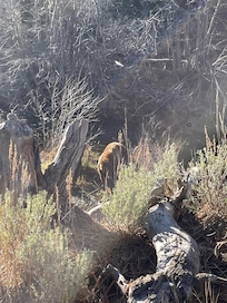 Bear sighting.
So awesome.