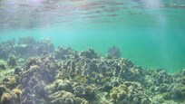 More coral