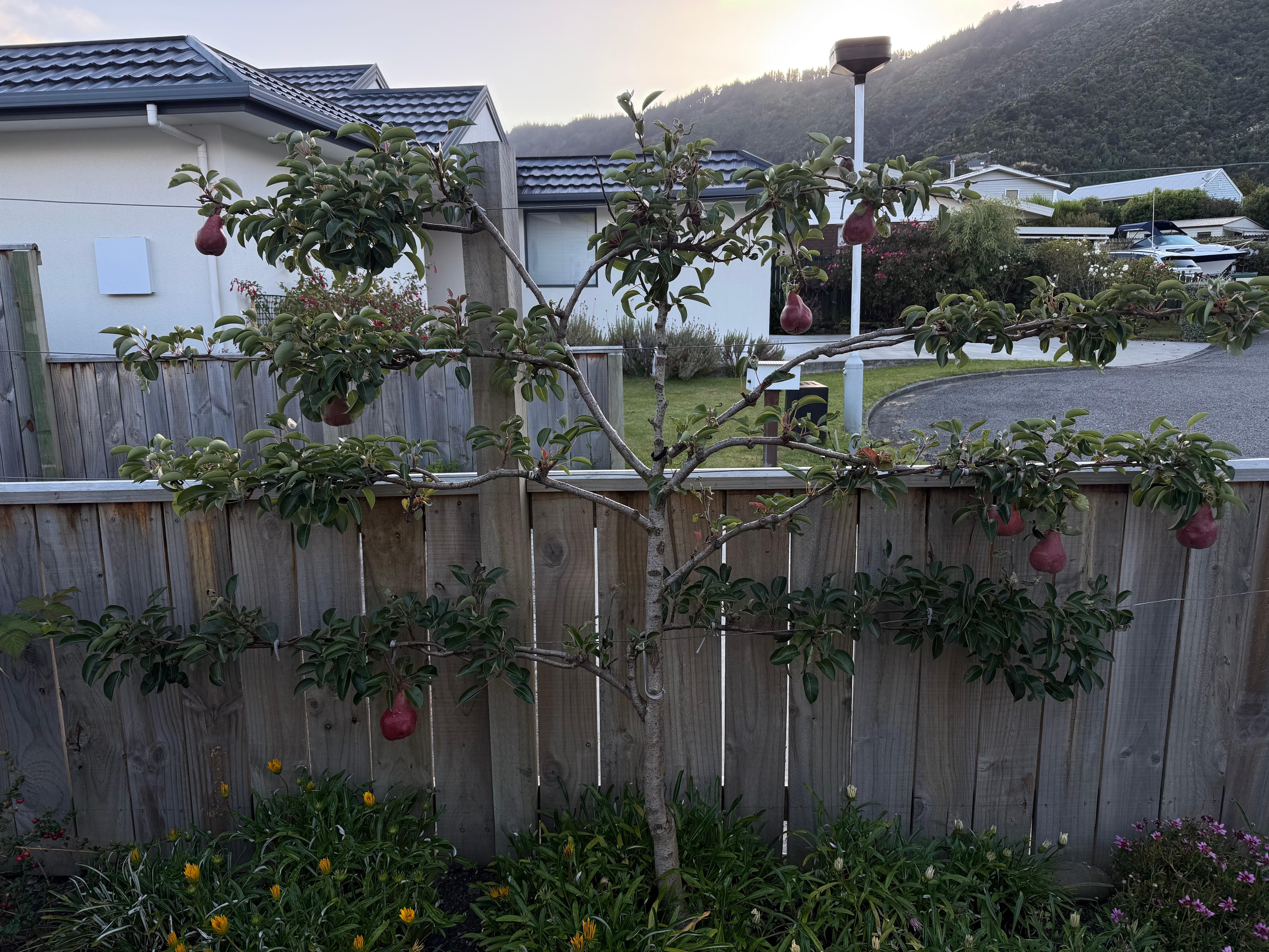 A complete garden with peaches, apples, pears, rosemary, parsley and more!