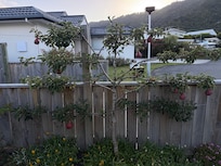 A complete garden with peaches, apples, pears, rosemary, parsley and more!