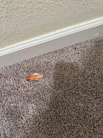 Bacon pieces