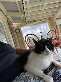 Friendly kitty came to visit