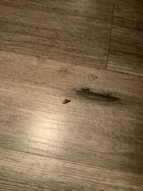 Roaches! Dead and alive :-(