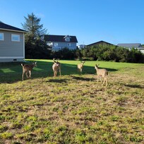 The locals getting together for breakfast!