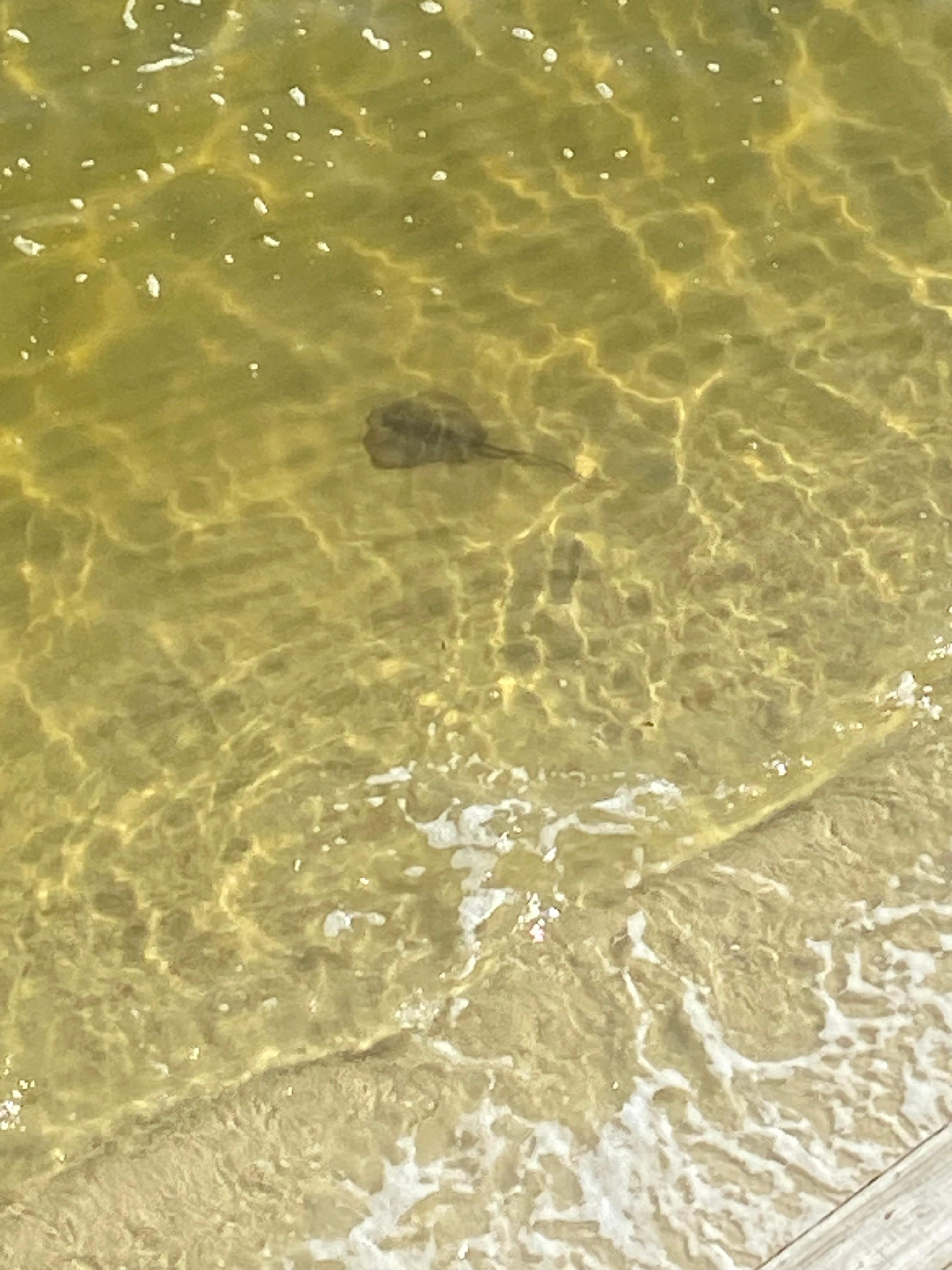 Stingray came and visited every morning. 