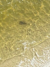 Stingray came and visited every morning.