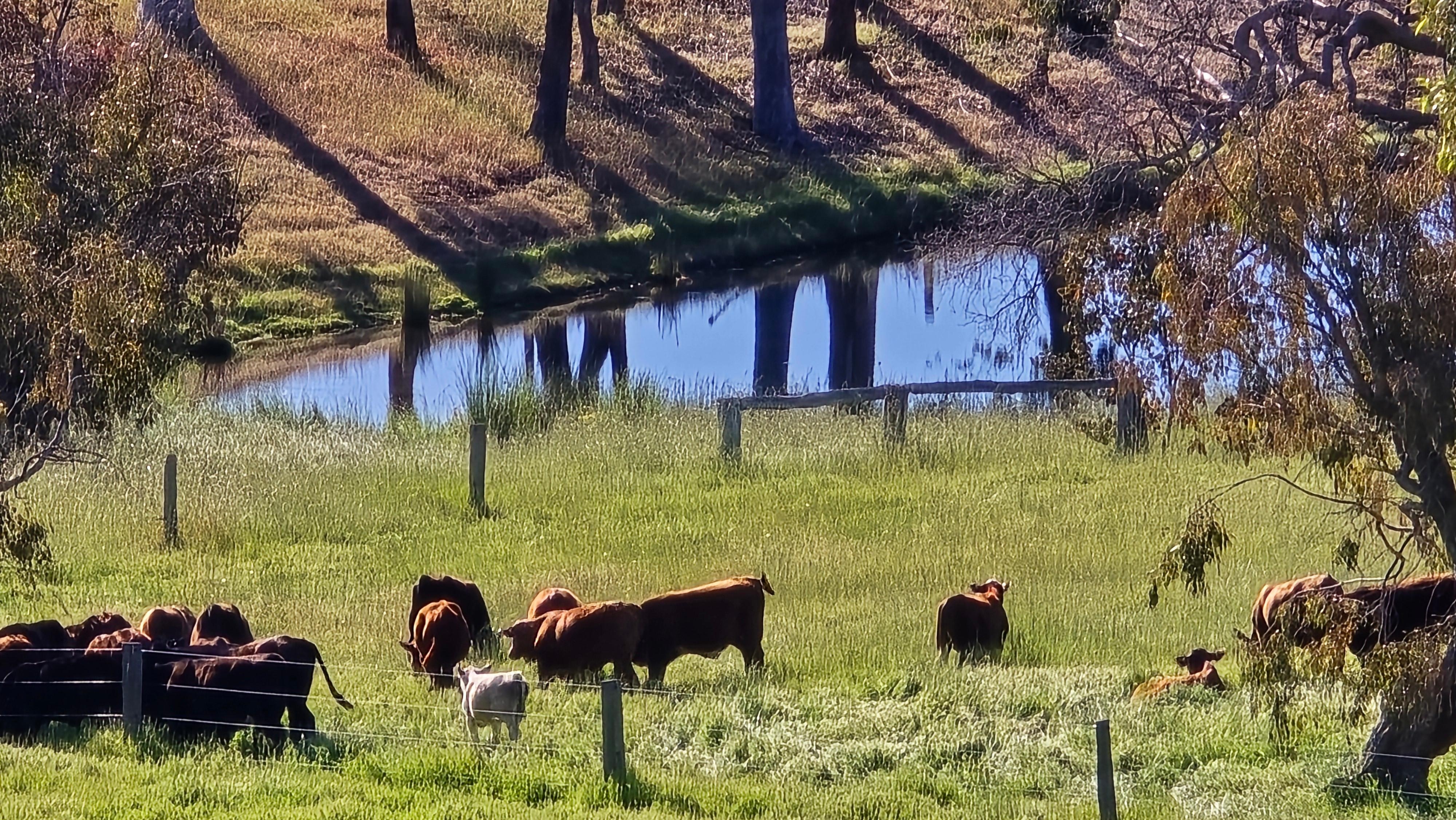 Beautiful cows moving 