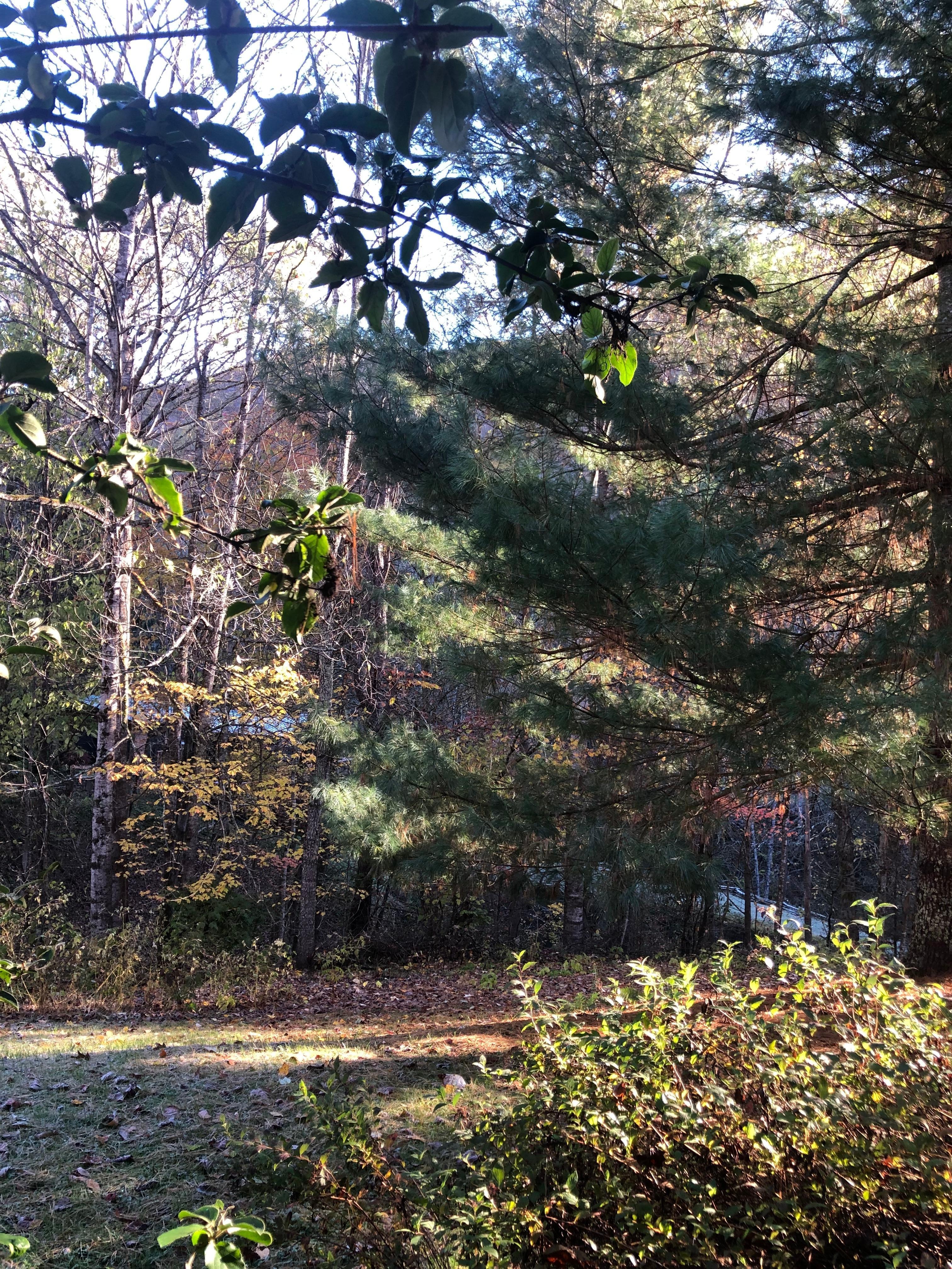 Just out in nature and the fall colors 