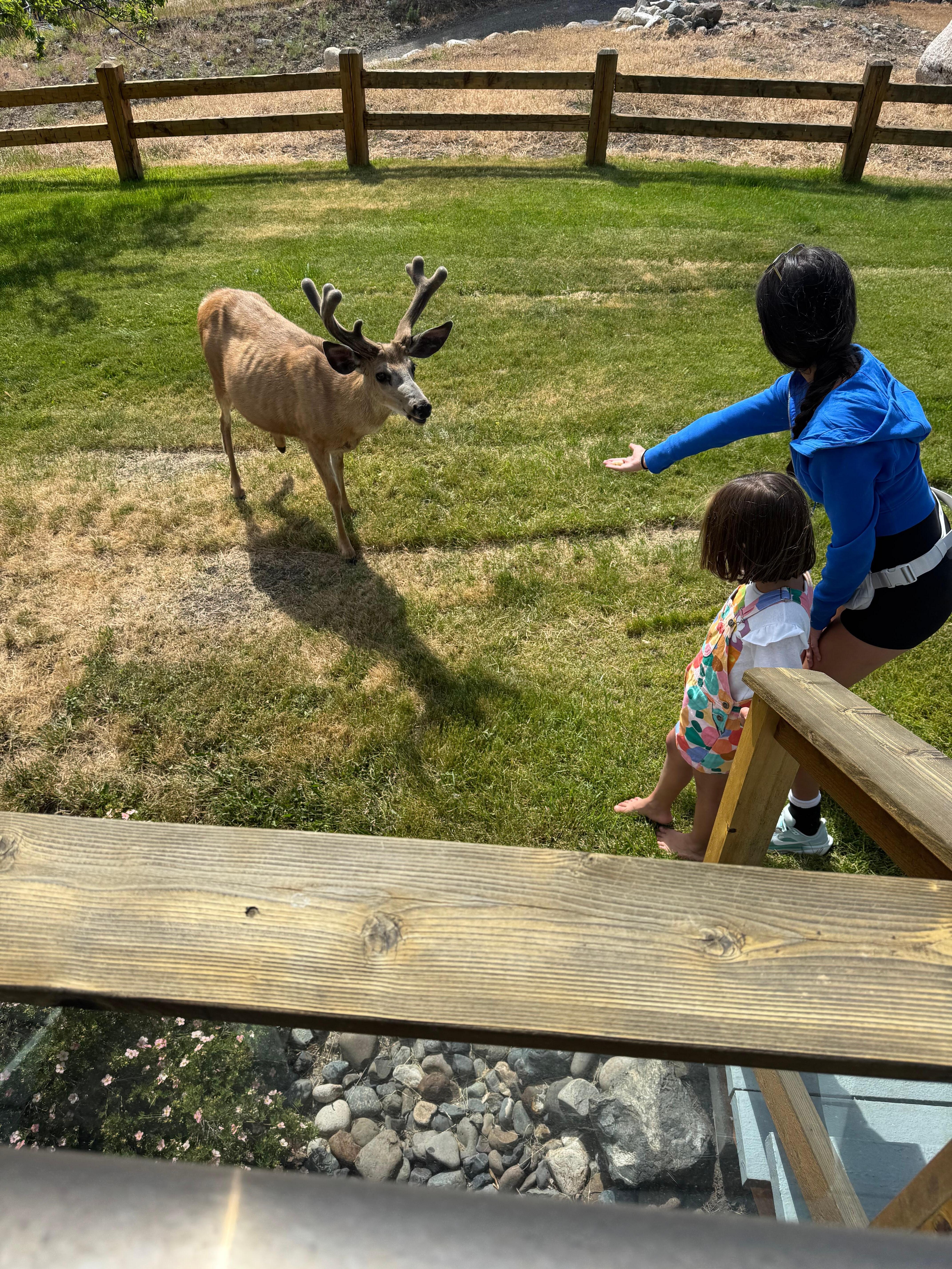 Friendly deer in the yard