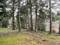 Dogs playing around the trees