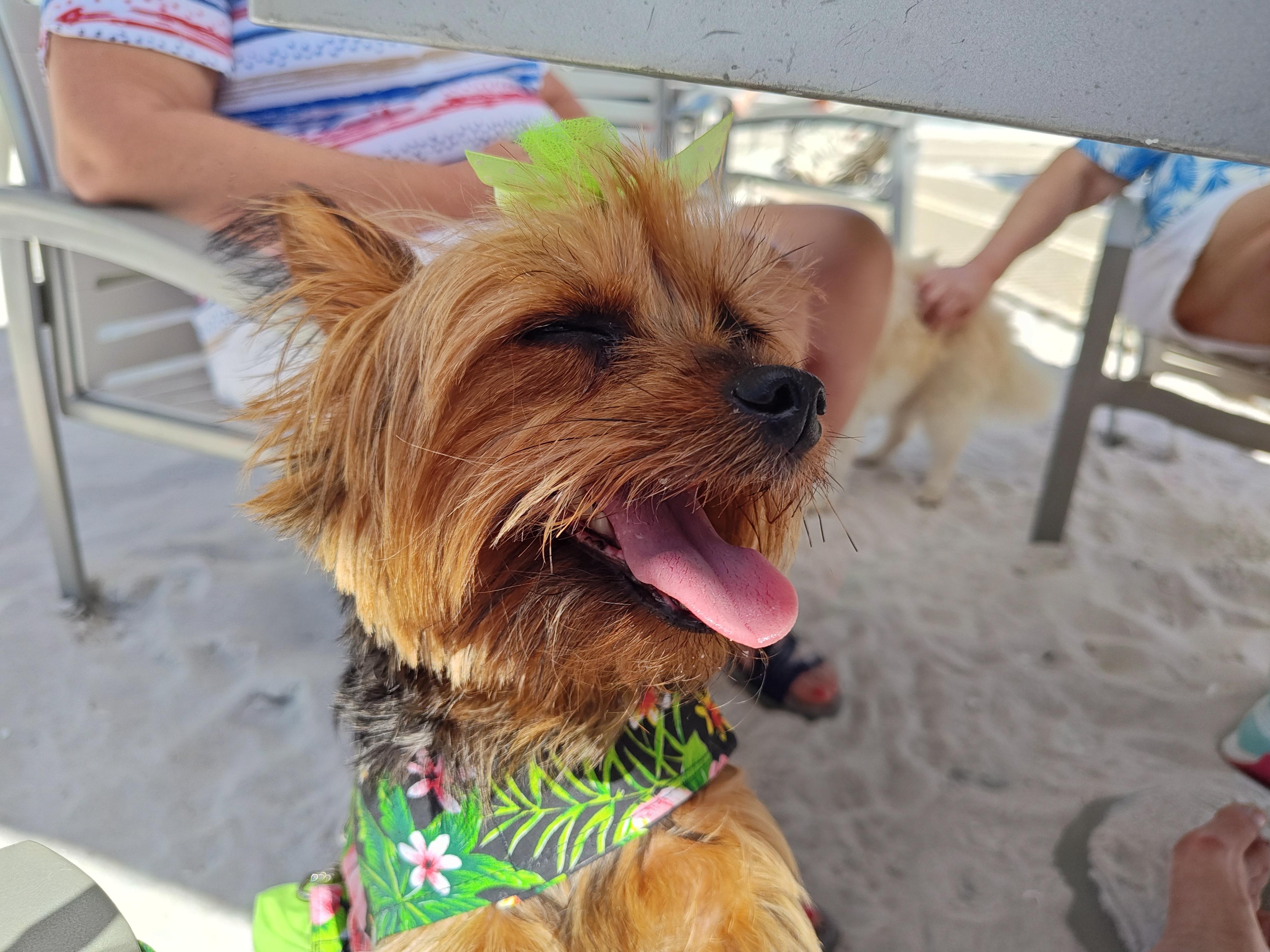 Lunch at Ft Myers Beach--not too far away!