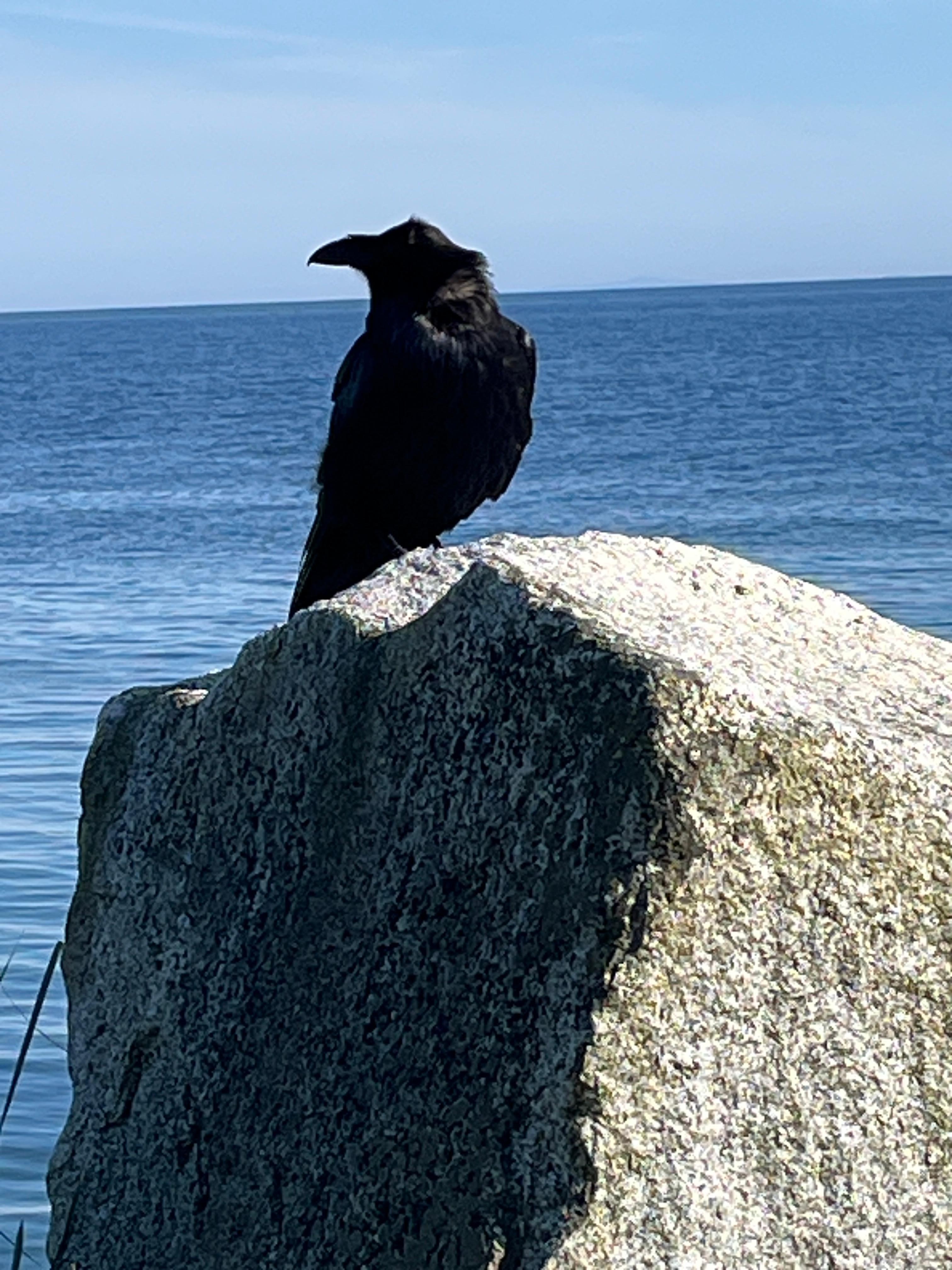 A personal visit from a Raven