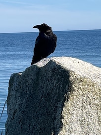 A personal visit from a Raven