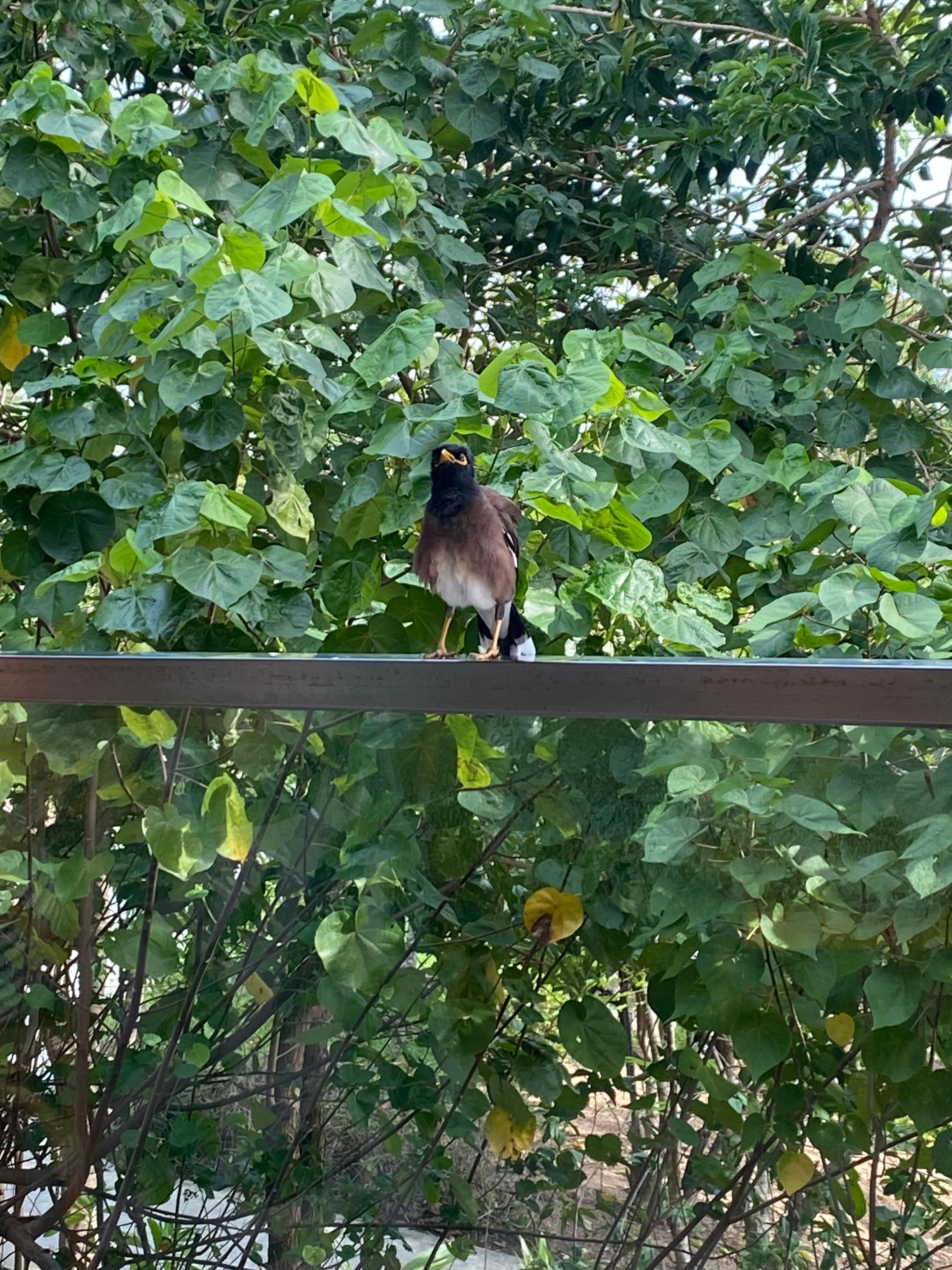 Birds while breakfast