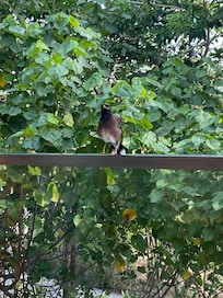 Birds while breakfast