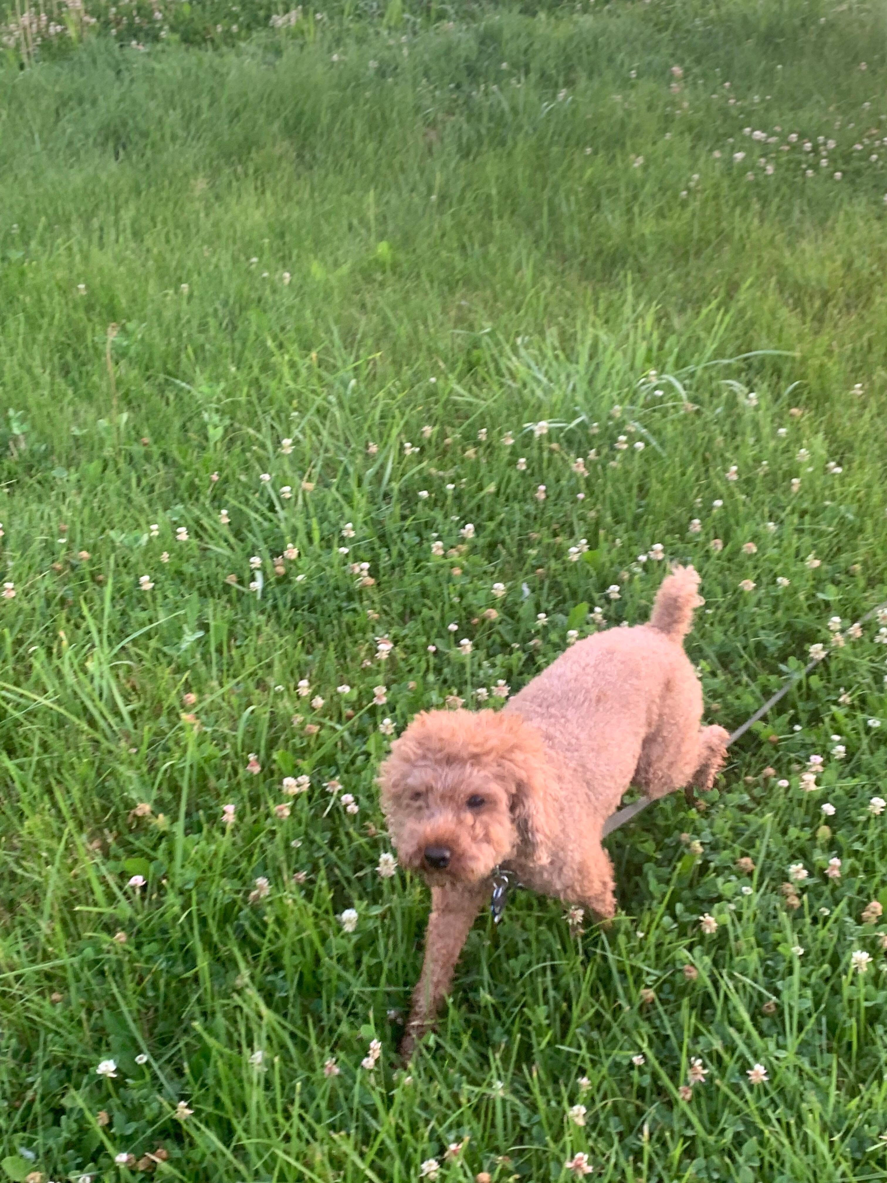 Fozzie out sniffing around.