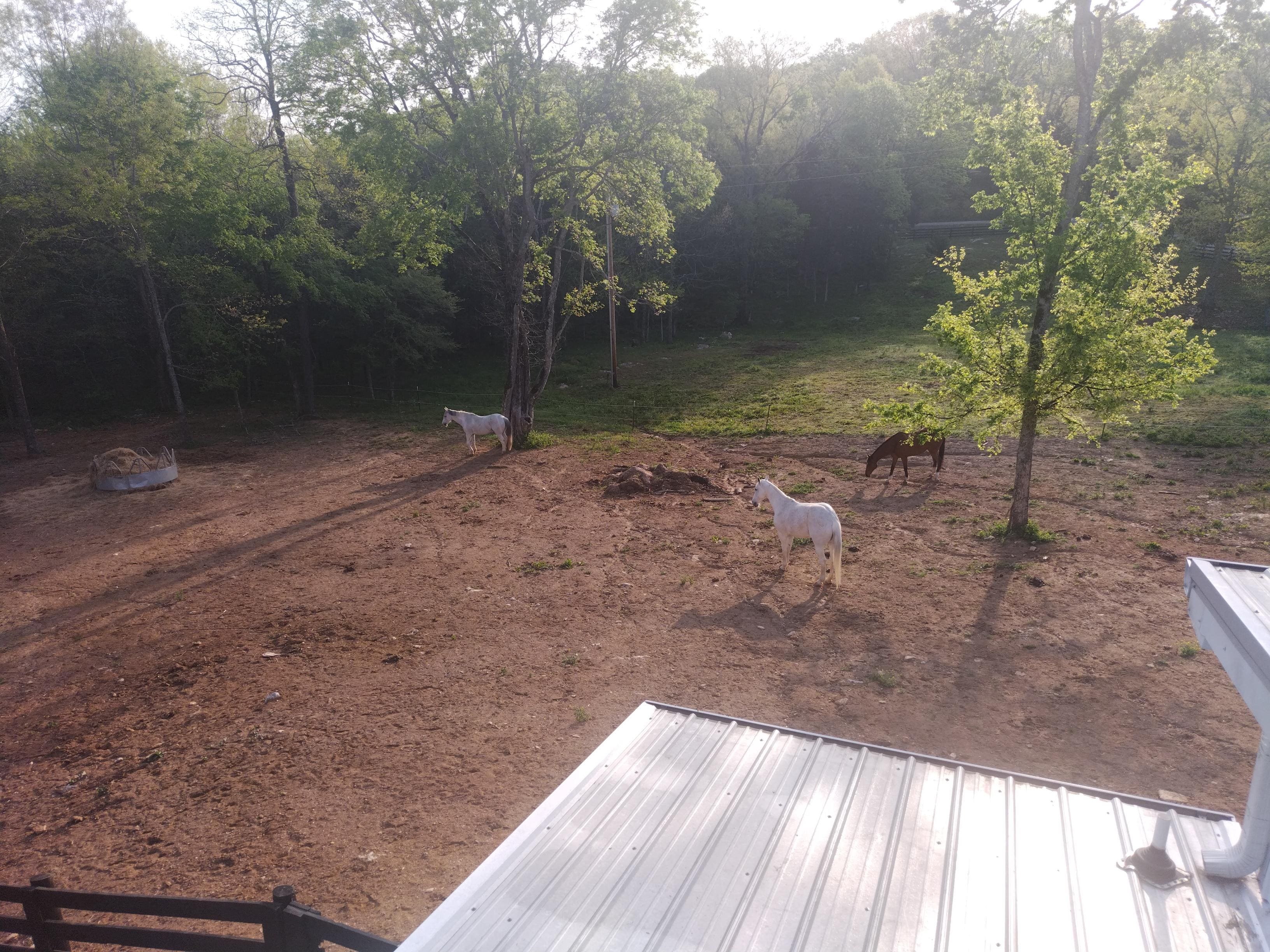 Our view from the deck overlooking the horses.