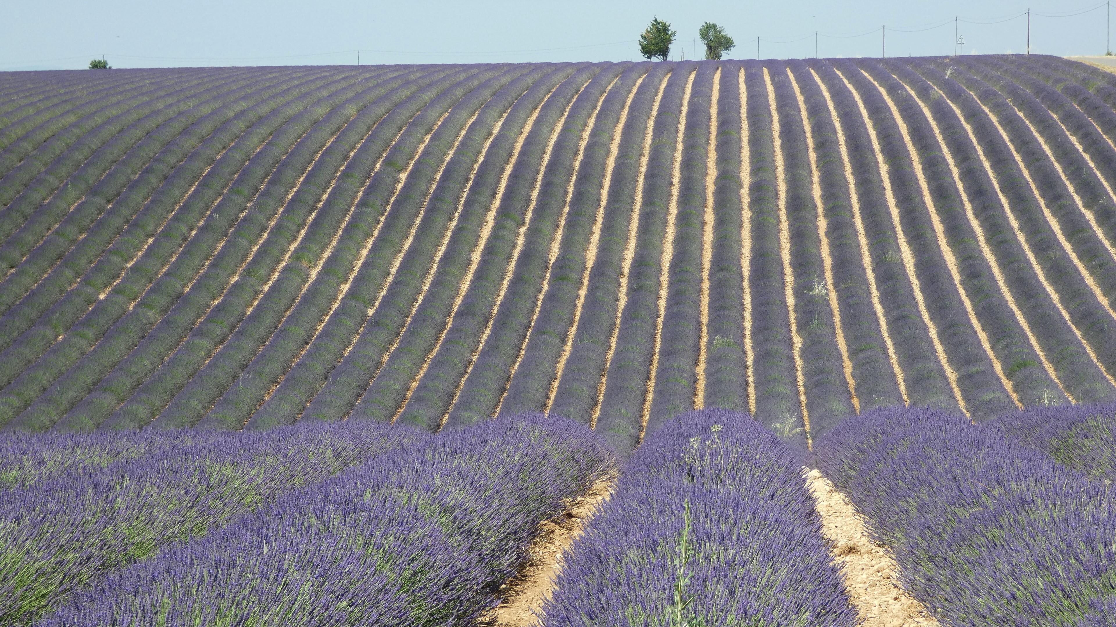 Plateau de Valensole ...