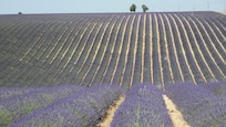 Plateau de Valensole ...