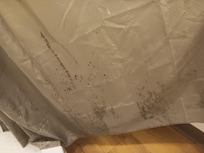 Mold on the shower curtains