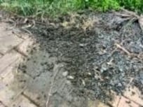 Pile of animal excrement