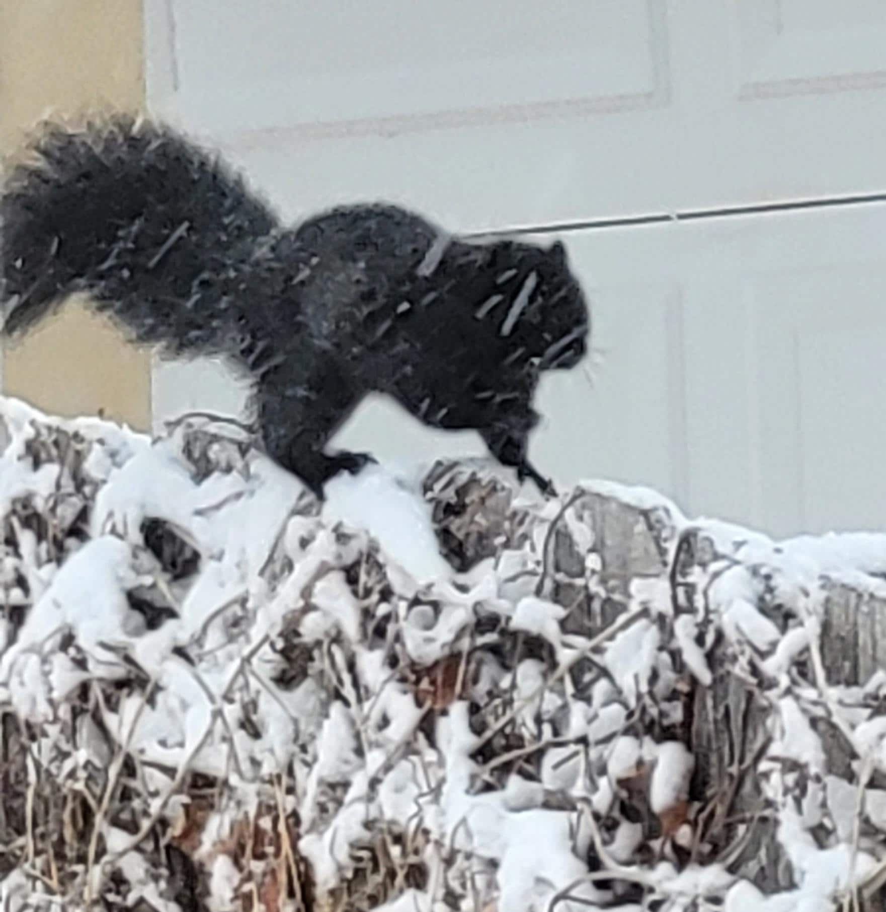 A black squirrel on the fence in the backyard, on a snowy afternoon! None of us had ever seen a black squirrel before.