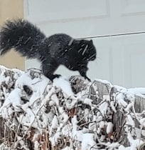 A black squirrel on the fence in the backyard, on a snowy afternoon! None of us had ever seen a black squirrel before.