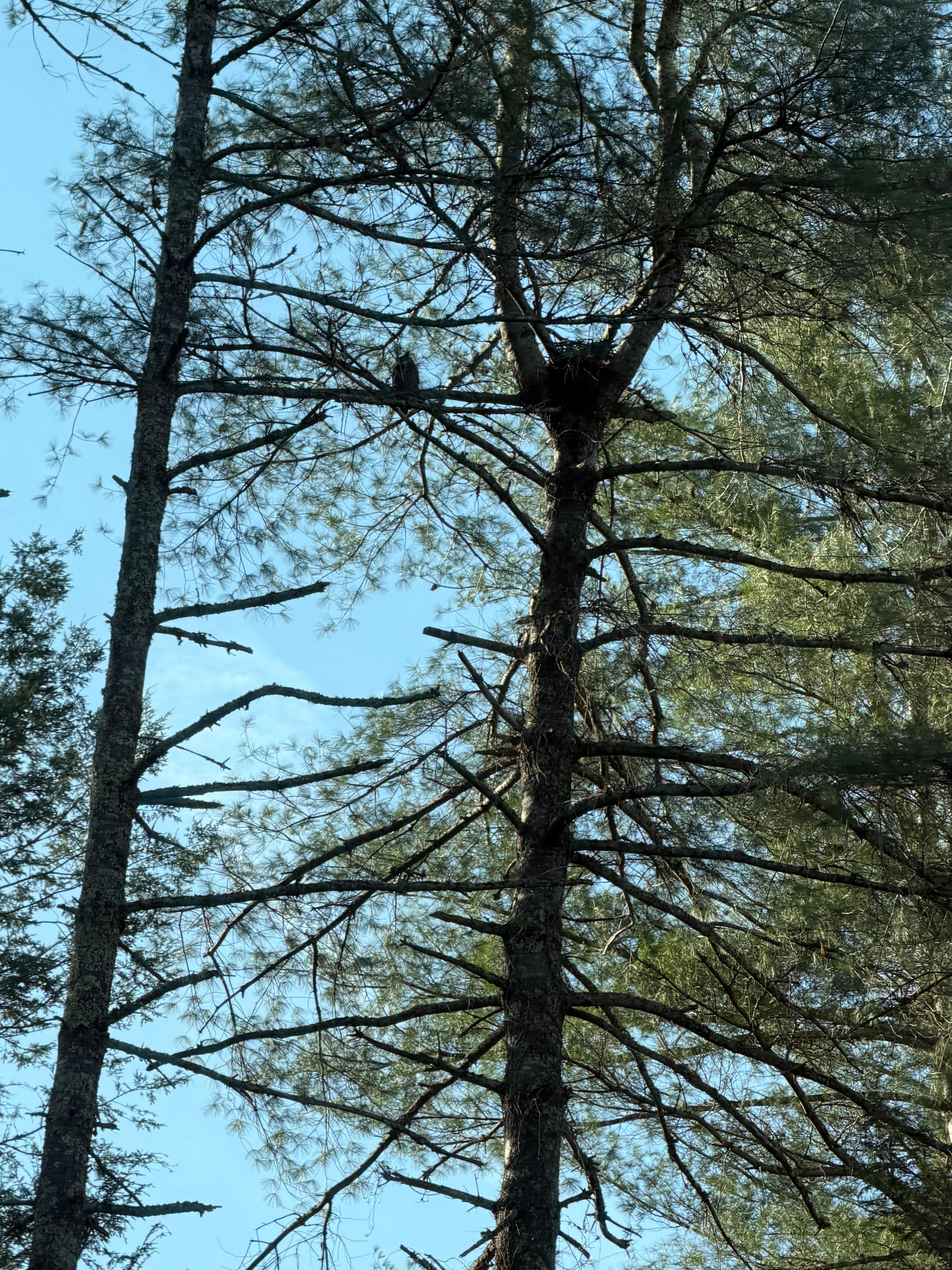 We didn’t see any bears but had this owl as our neighbor for our stay. 