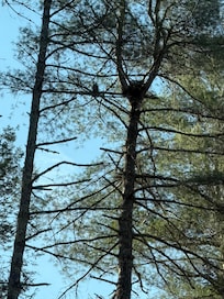 We didn’t see any bears but had this owl as our neighbor for our stay.
