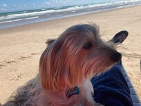 Pet friendly, all dogs on leases