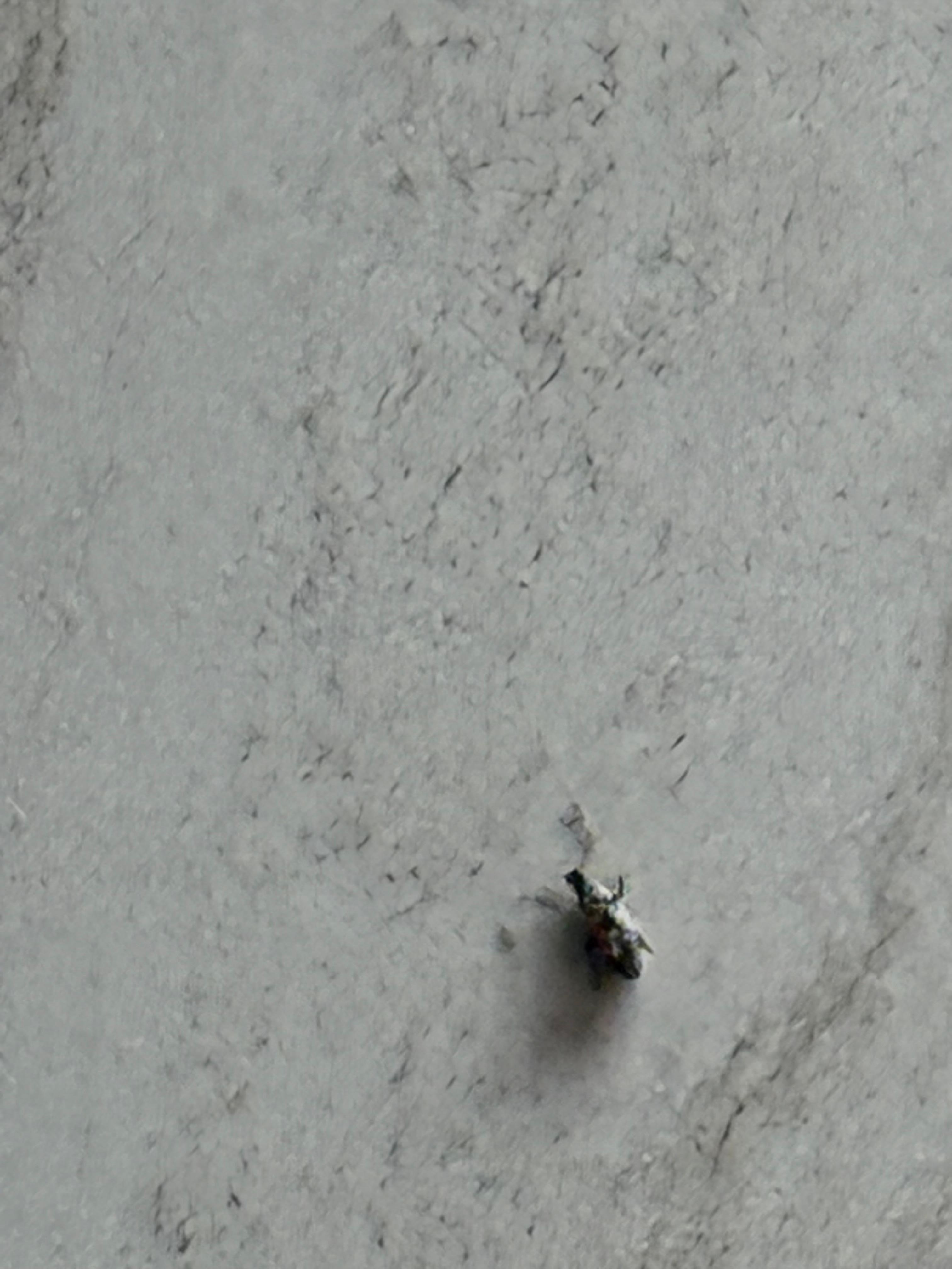 Bugs