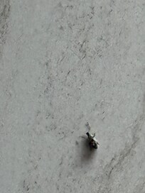 Bugs