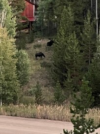We saw 2 moose across the road and a bear on the morning we left.