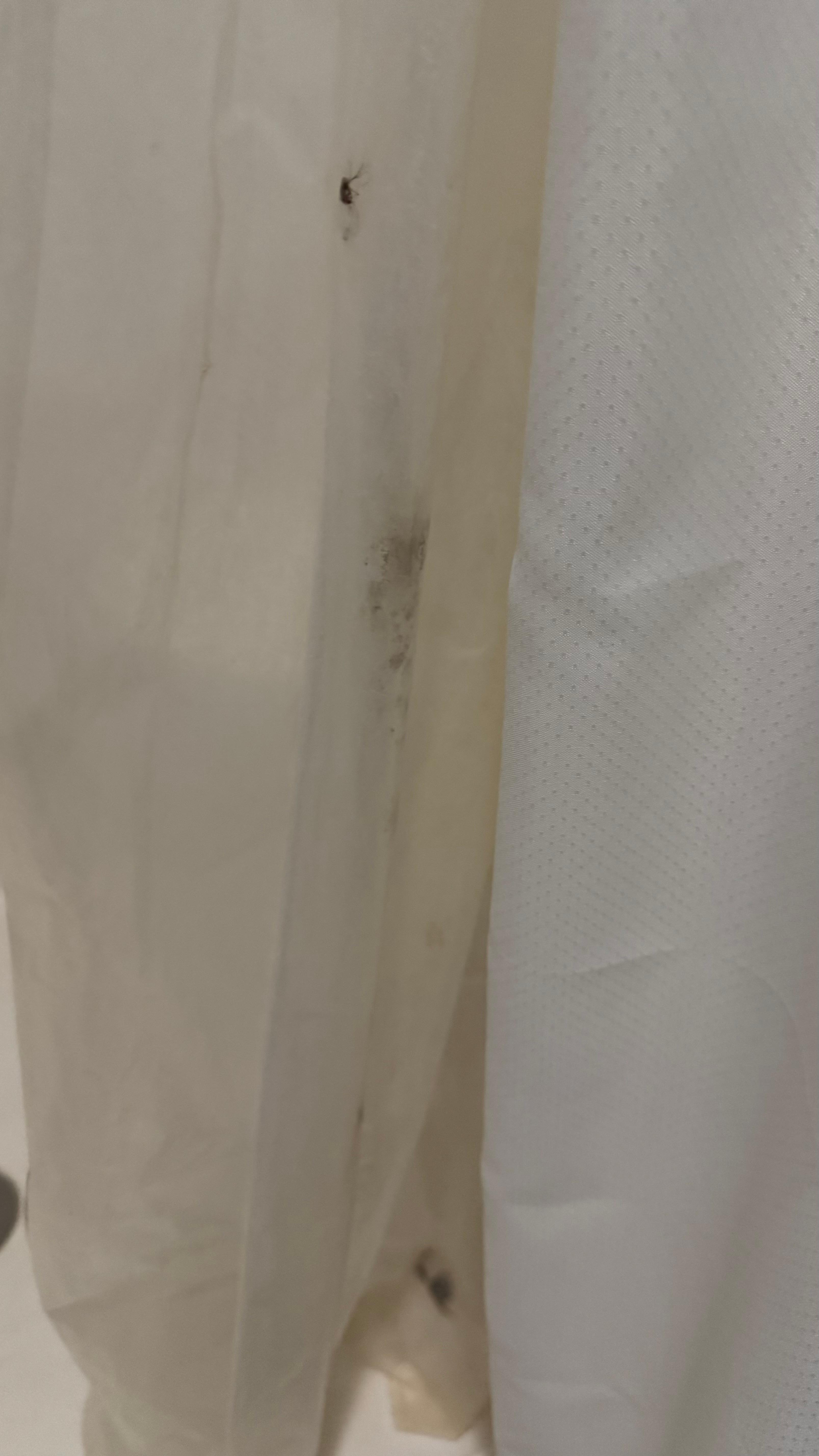 Not sure if its a bug or hairball caught in the shower curtain but its gross