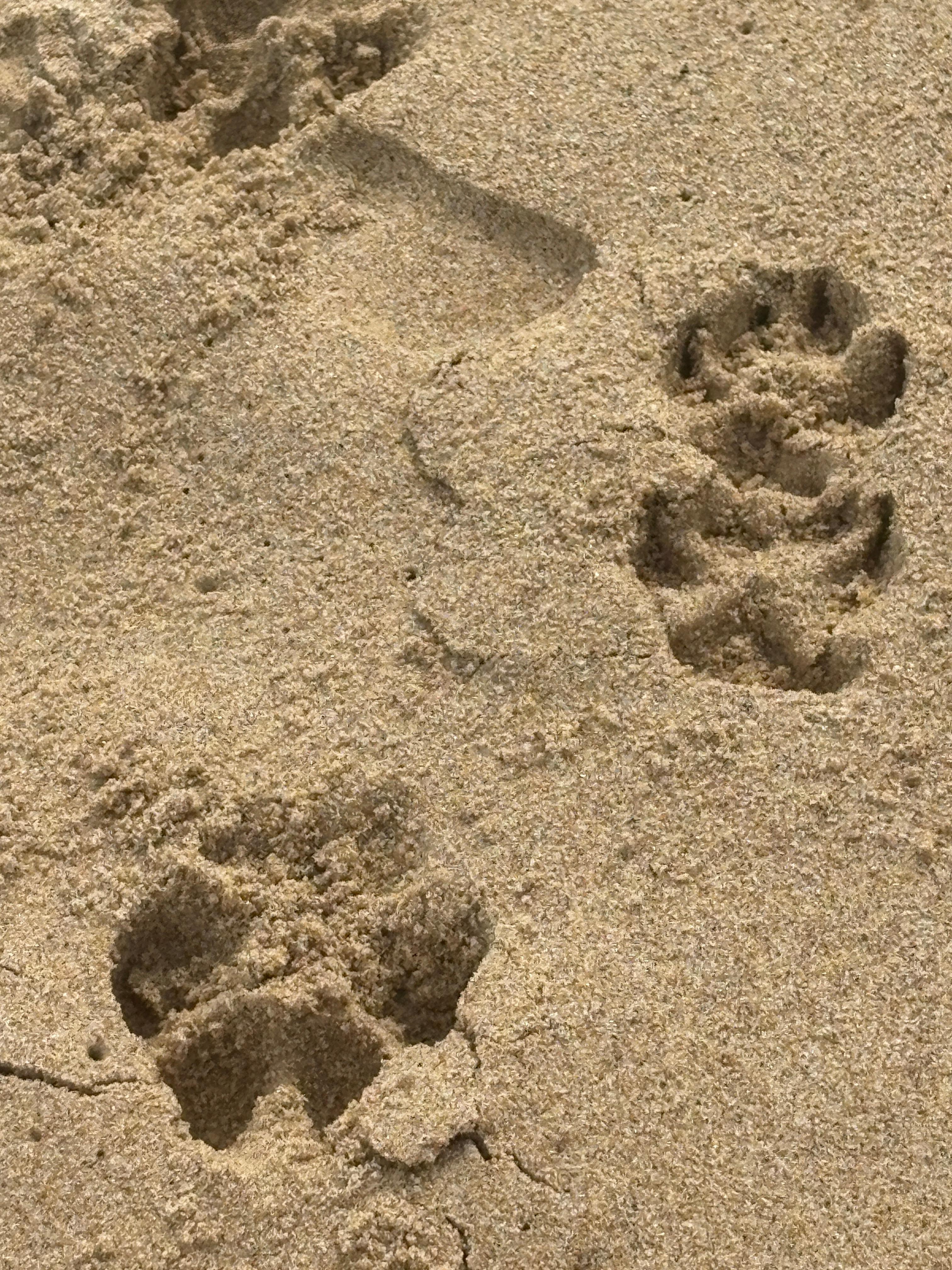 Local dogs running on beach with owner
