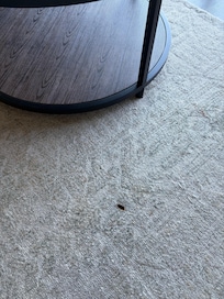 Looked like a burn mark on living room rug