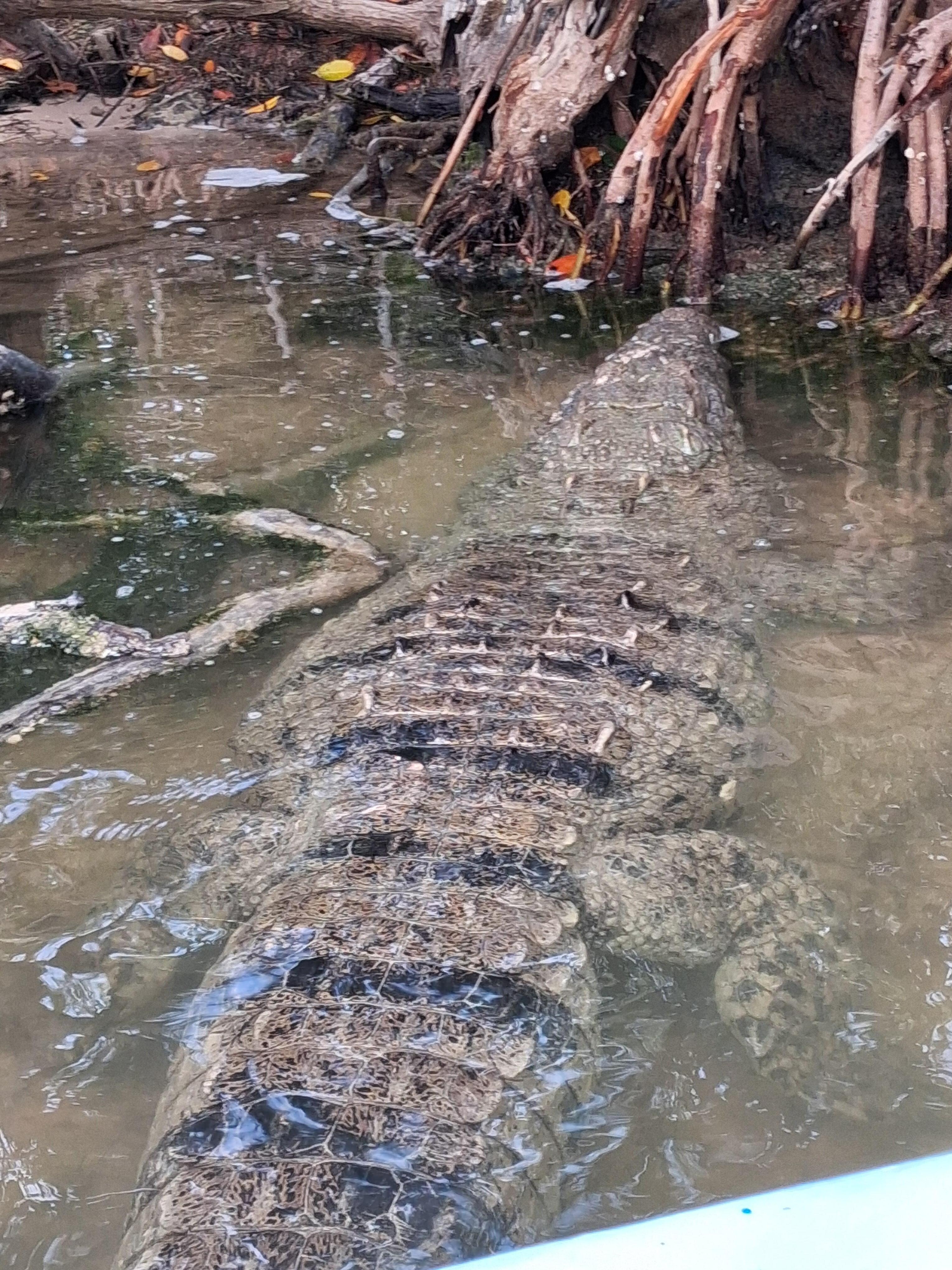 Crocodile in lagoon Rio Lagartos