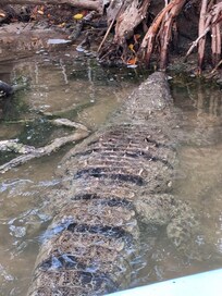 Crocodile in lagoon Rio Lagartos