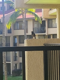 Mynah birds like to hang out in the area