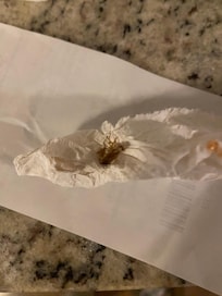 One of several cockroaches