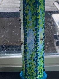 This is a bug trap that was on the windowsill in the kitchen to give a sense of how many bugs there were.