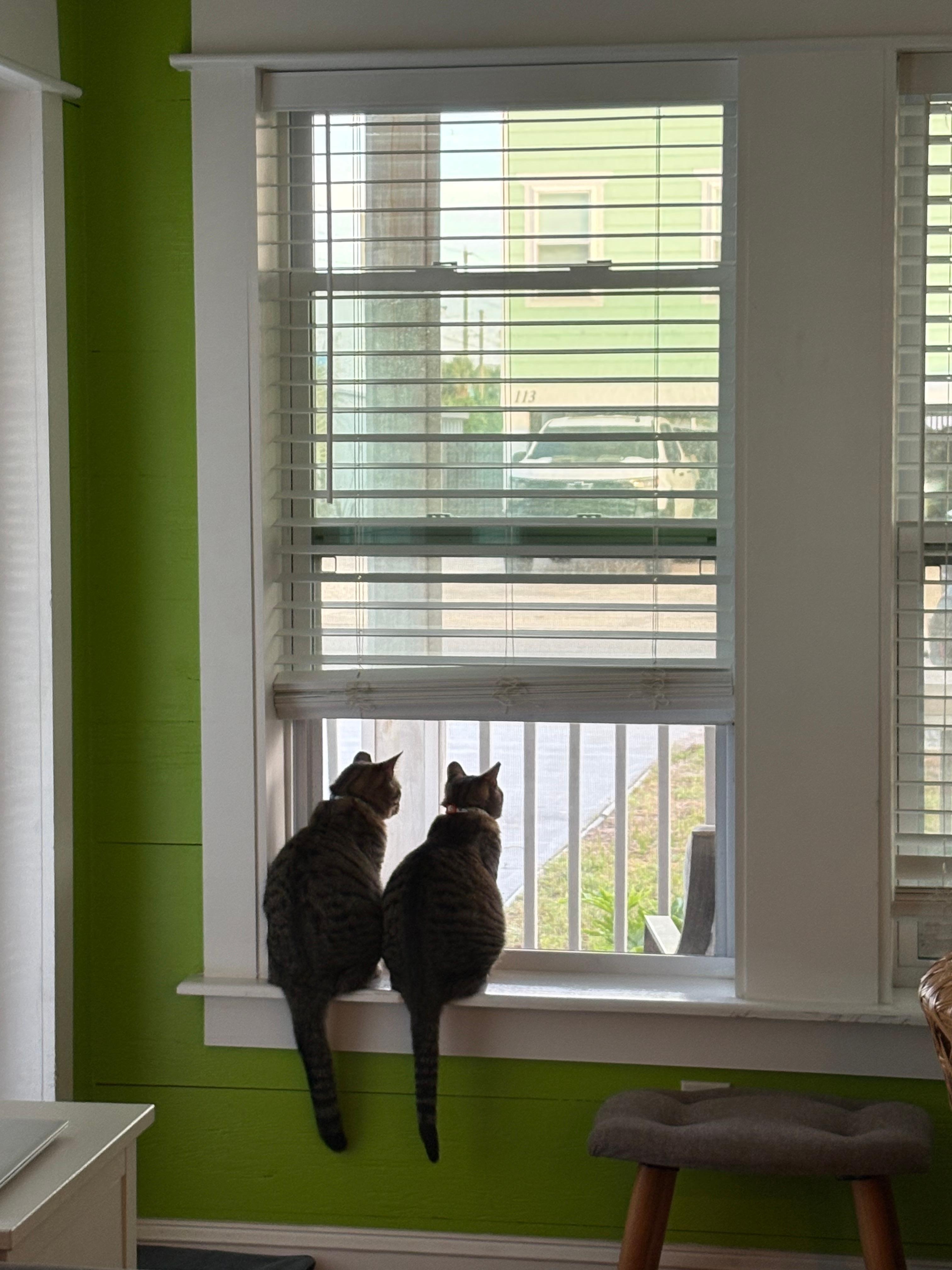 Cats looking out window