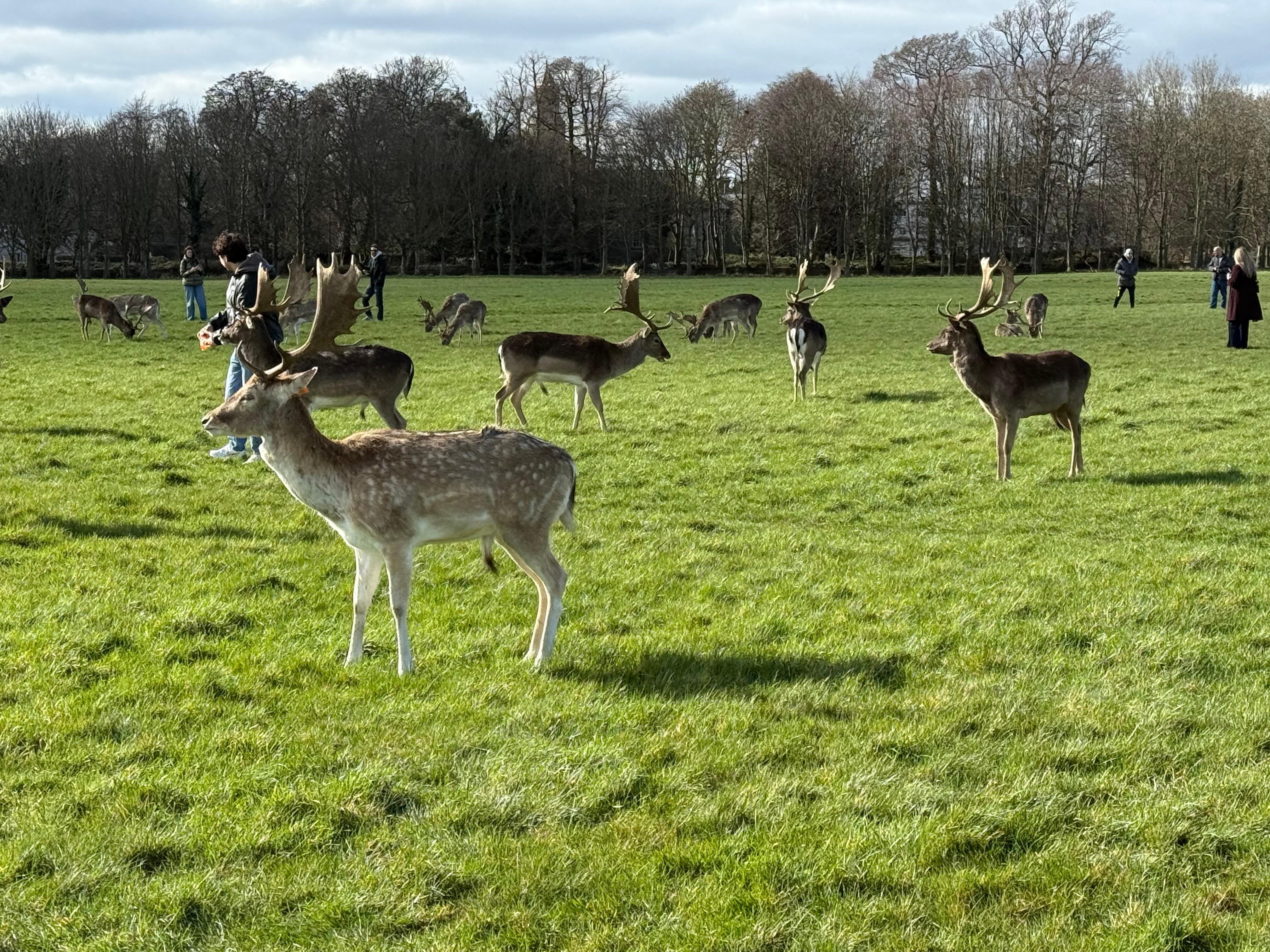 Fallow deer in Phoenix Park