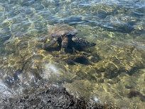 Turtle! I kept my distance and zoomed in for this shot.