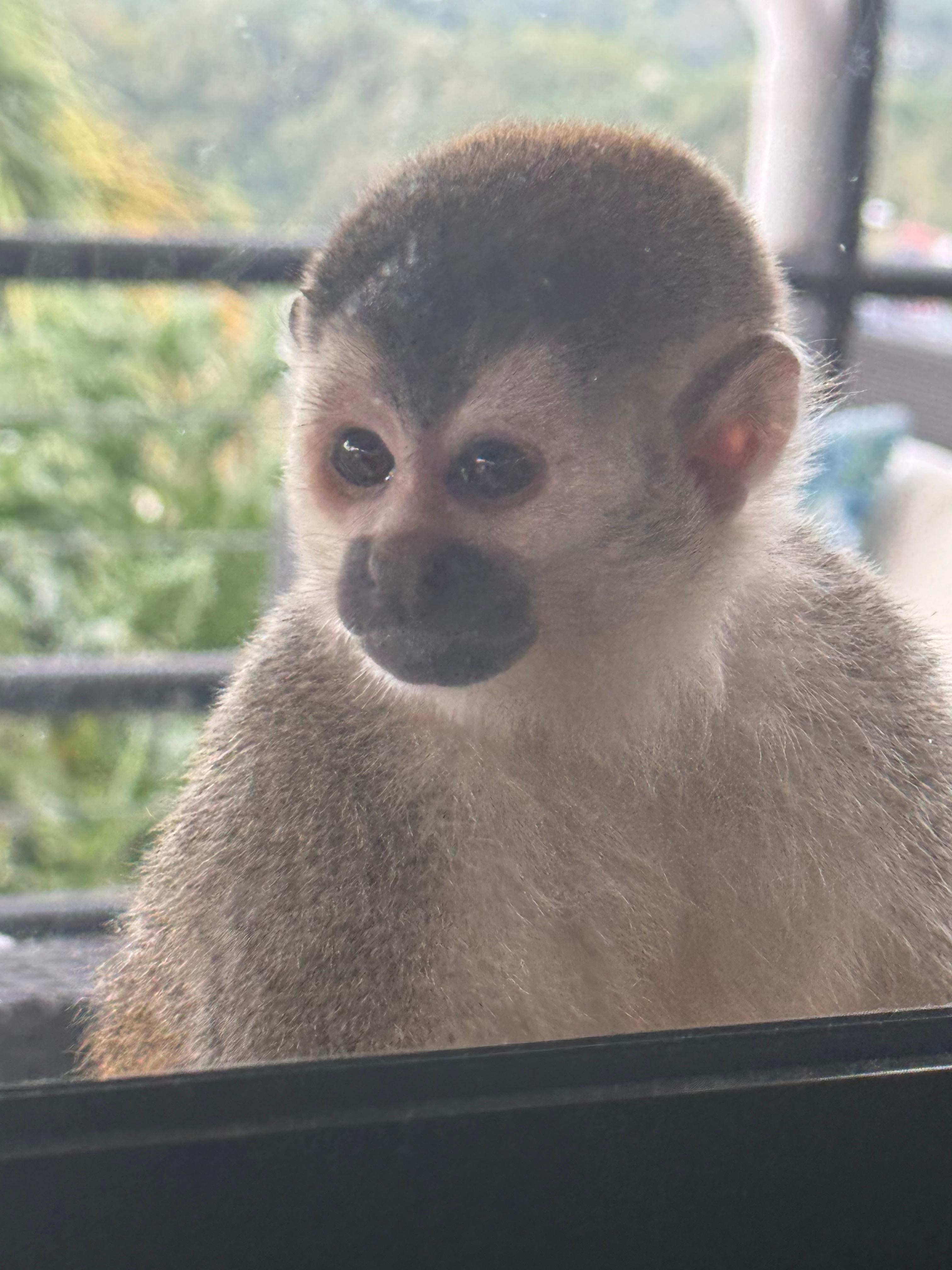 Monkey looking in kitchen window for fruit!  Cool to see up close.