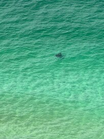We saw a stingray from the balcony!