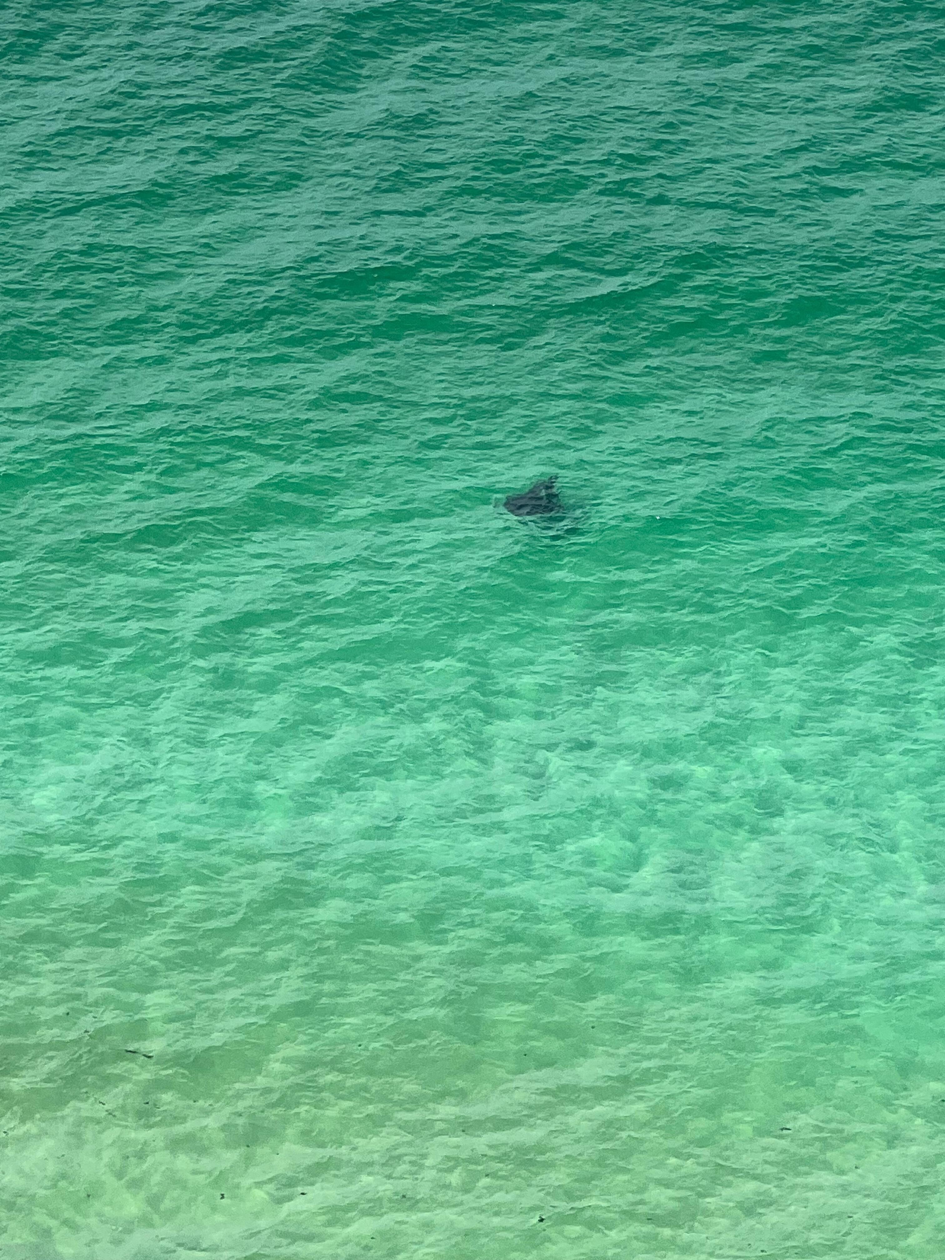 We saw a stingray from the balcony!