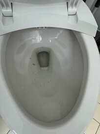 So many dead ants in the toilet