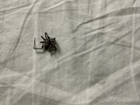 Our friend that was in the bed! These sheets come like this too. Looked dirty and dingy .