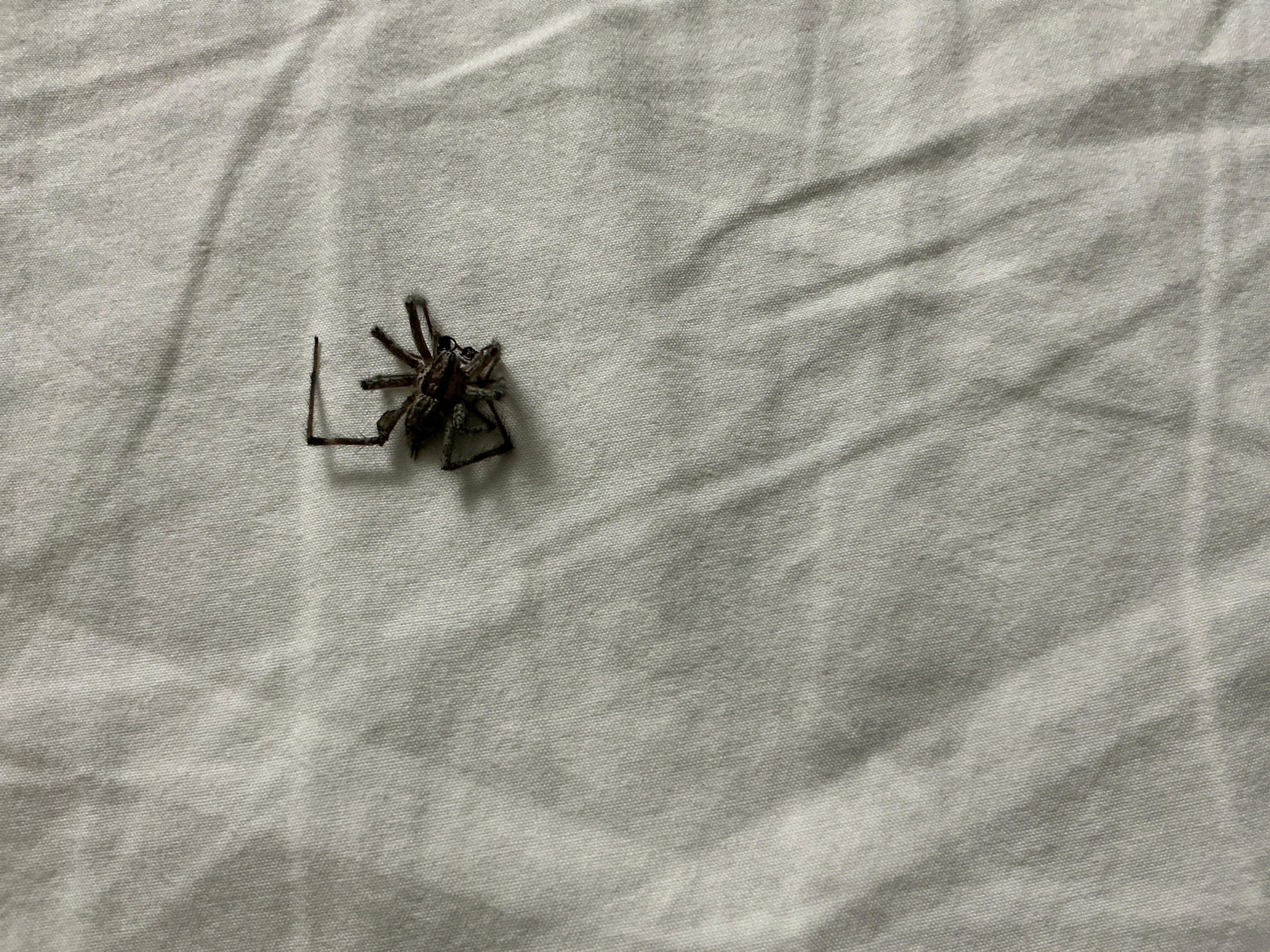 Our friend that was in the bed! These sheets come like this too. Looked dirty and dingy .